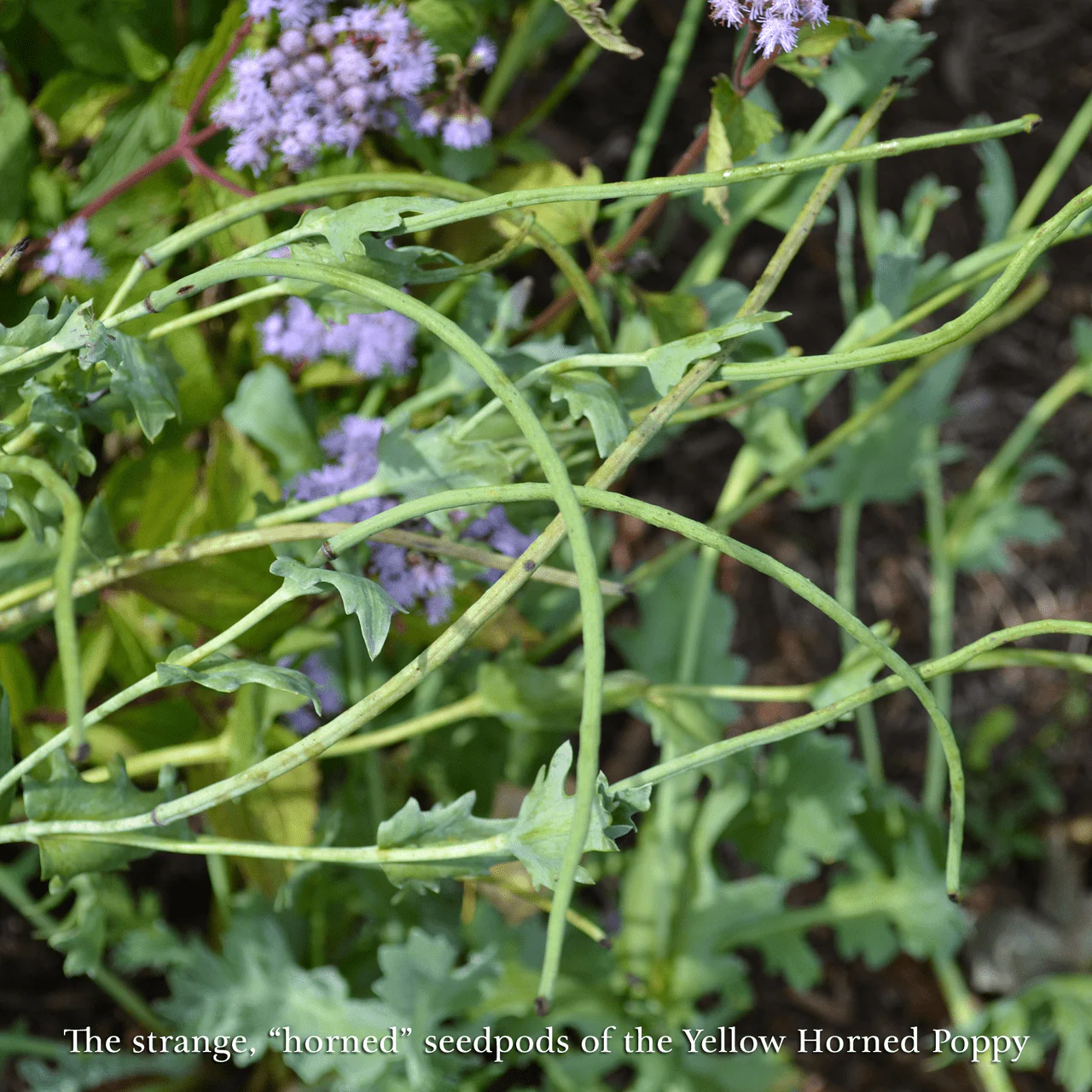 Yellow Horned Poppy (Glaucium flavum) - Image 2