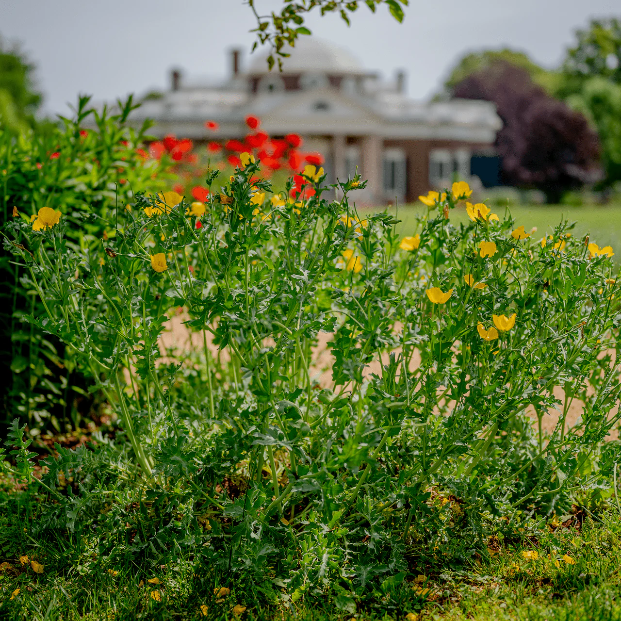 Yellow Horned Poppy (Glaucium flavum) - Image 3