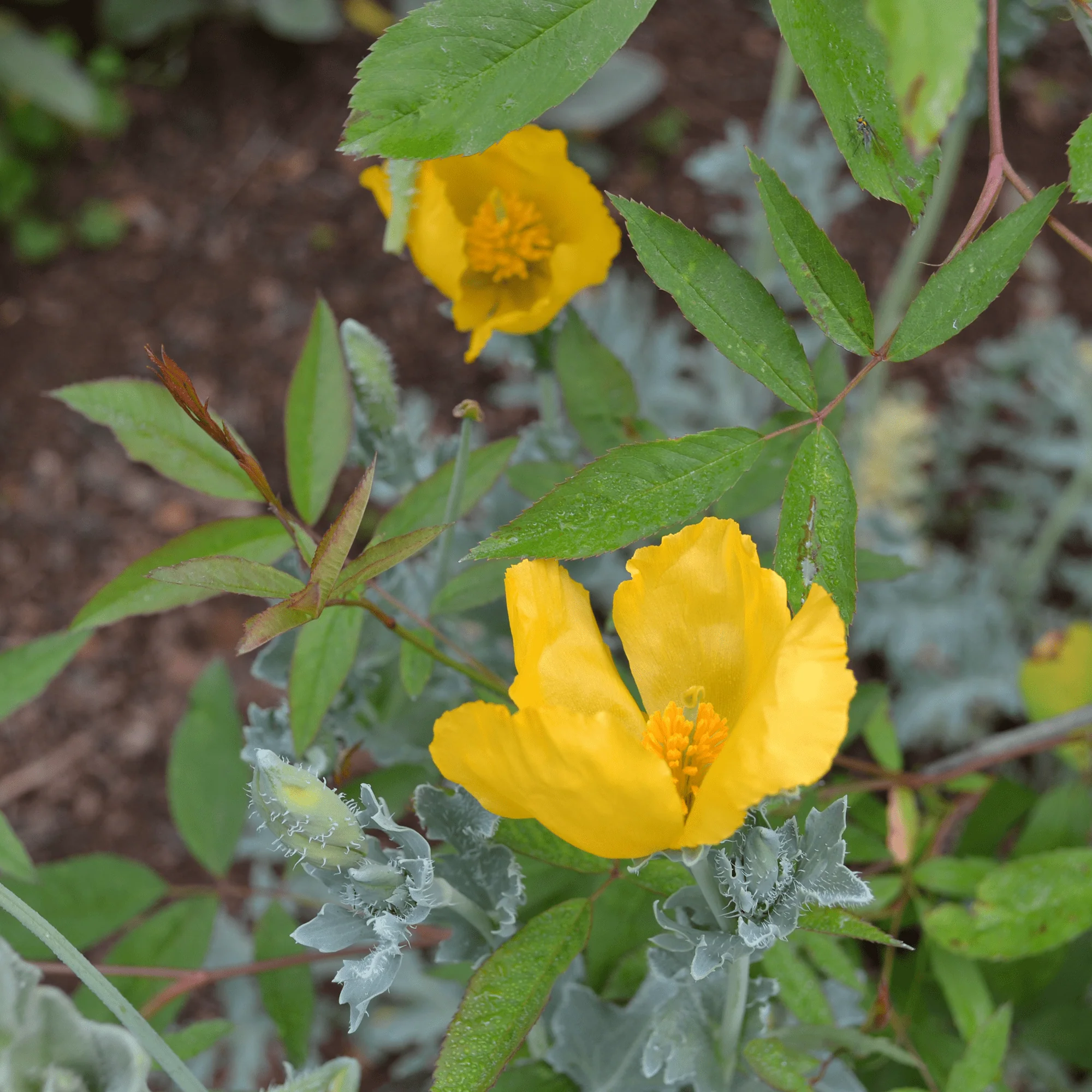 Yellow Horned Poppy Seeds (Glaucium flavum)