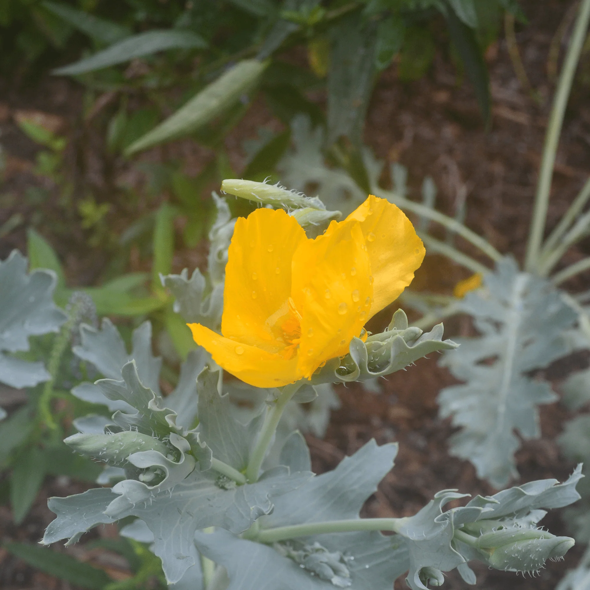 Yellow Horned Poppy Seeds (Glaucium flavum) - Image 2