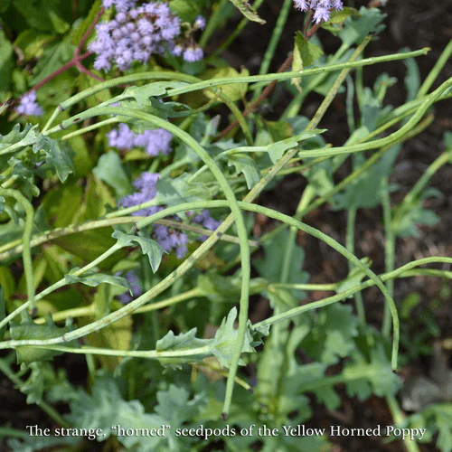 Yellow Horned Poppy Seeds (Glaucium flavum) - Image 3