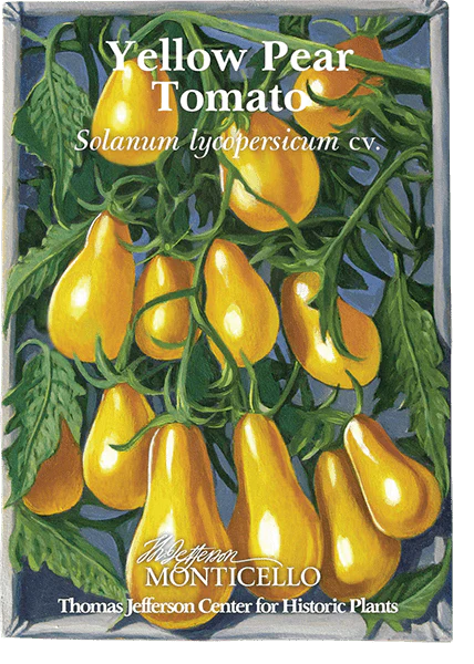 Yellow Pear Tomato Seeds (Solanum lycopersicum cv.) - Image 5