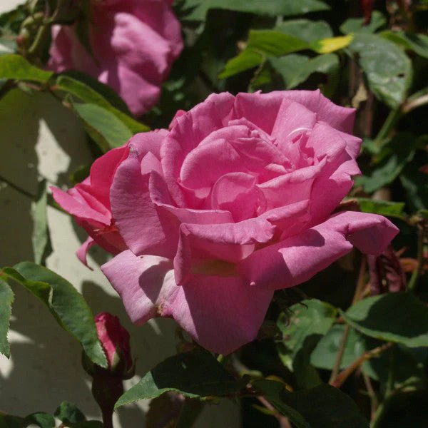'Zéphirine Drouhin' Bourbon Rose (Rosa cv.) - Image 2